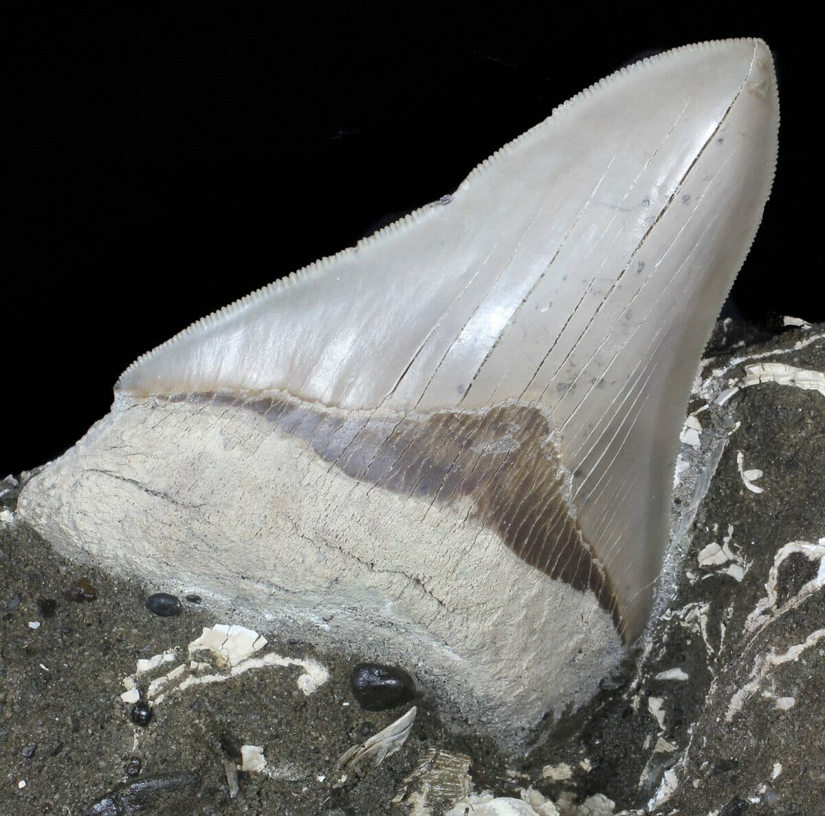 DISCOVER UNIQUE FOSSILS: VISIT FOSSIL DRIVEN’S MEGALODON COLLECTION
