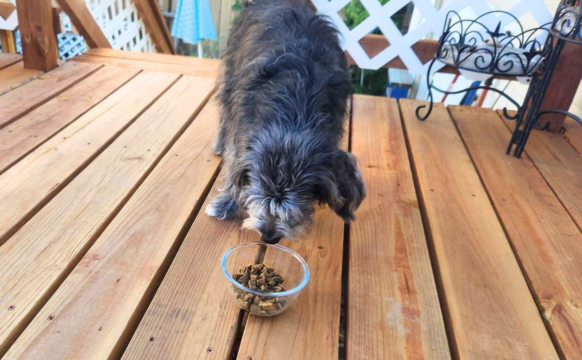 The Animal Advocacy Behind Badlands Ranch Dog Food