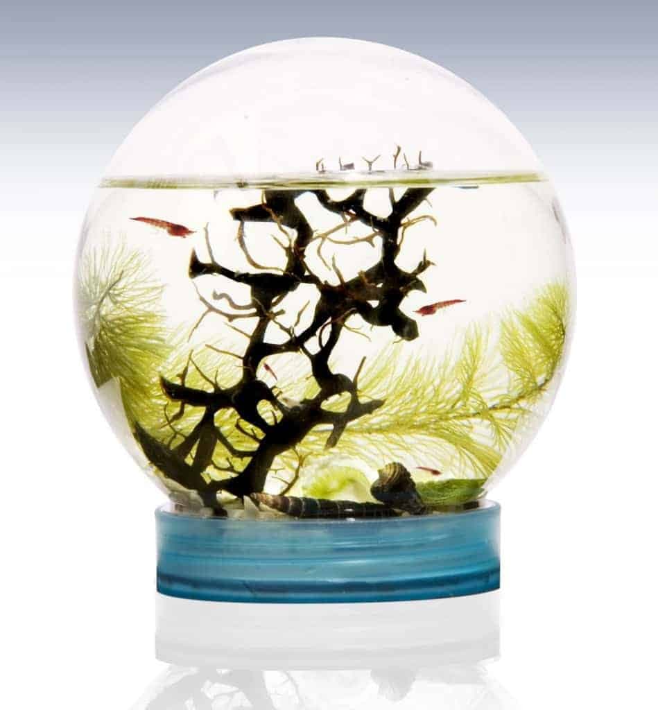Buy Opae Ula Online | Rare Hawaiian Shrimp Specialists