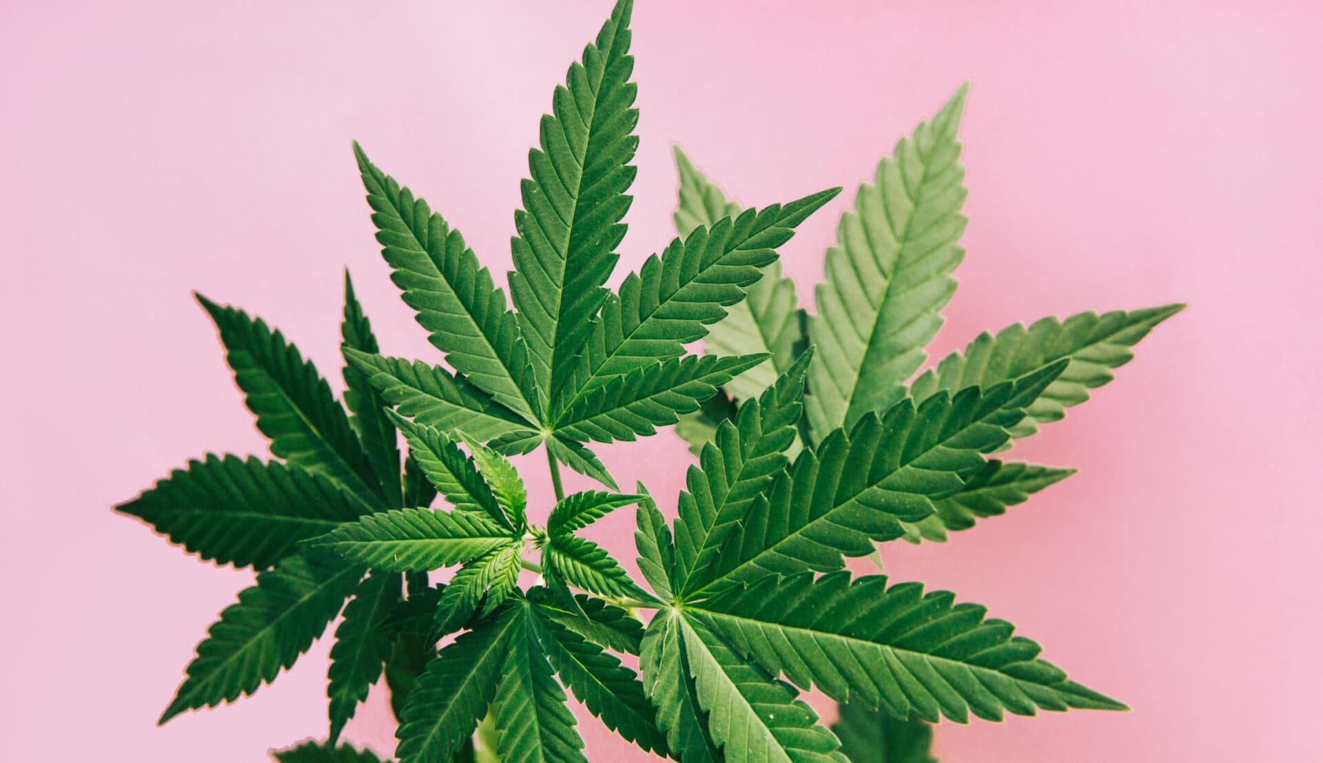 Csc hamburg – Dein legaler Cannabisverein