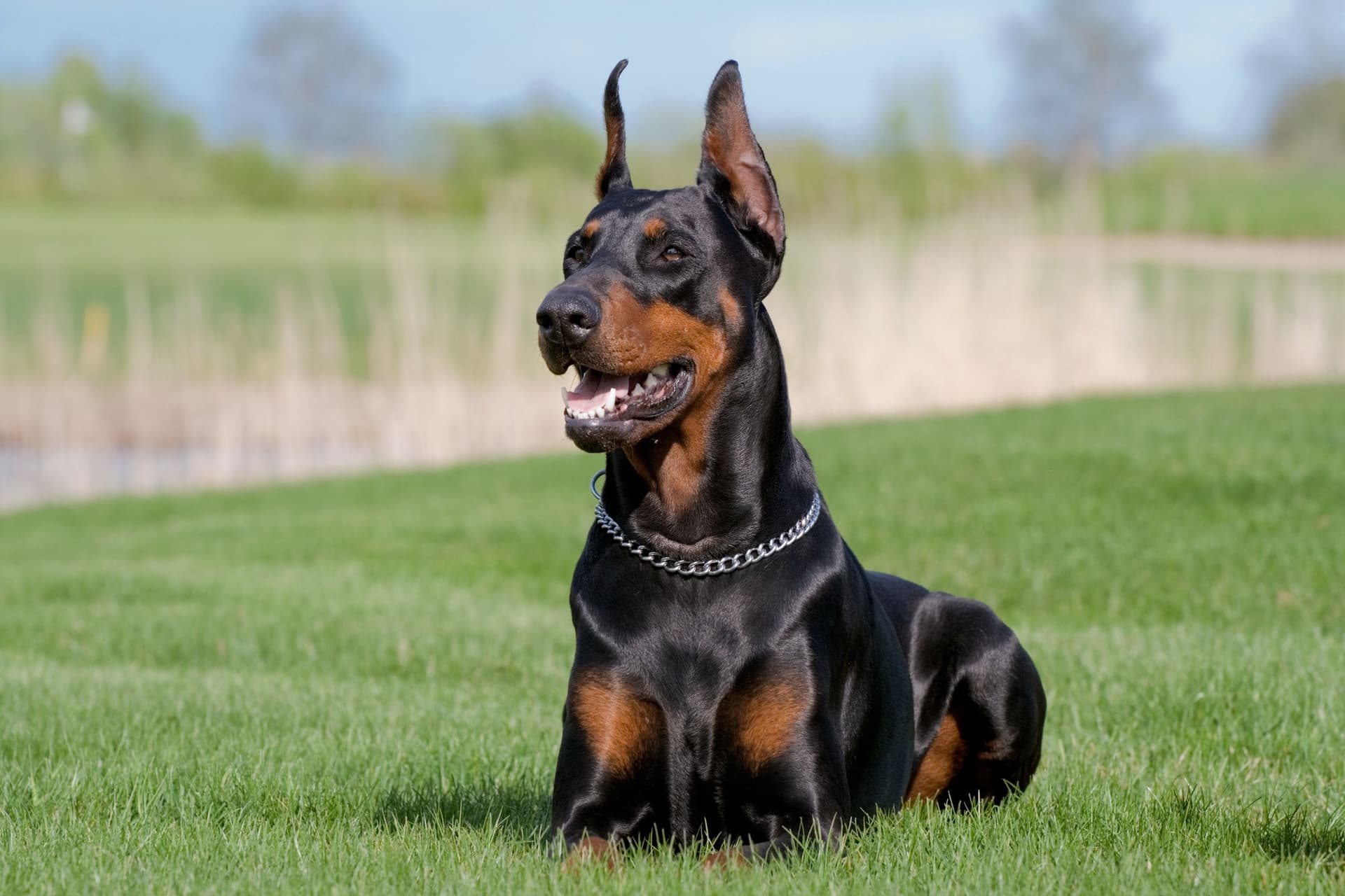 Expert Canine Protection via Security Dog Services Liverpool
