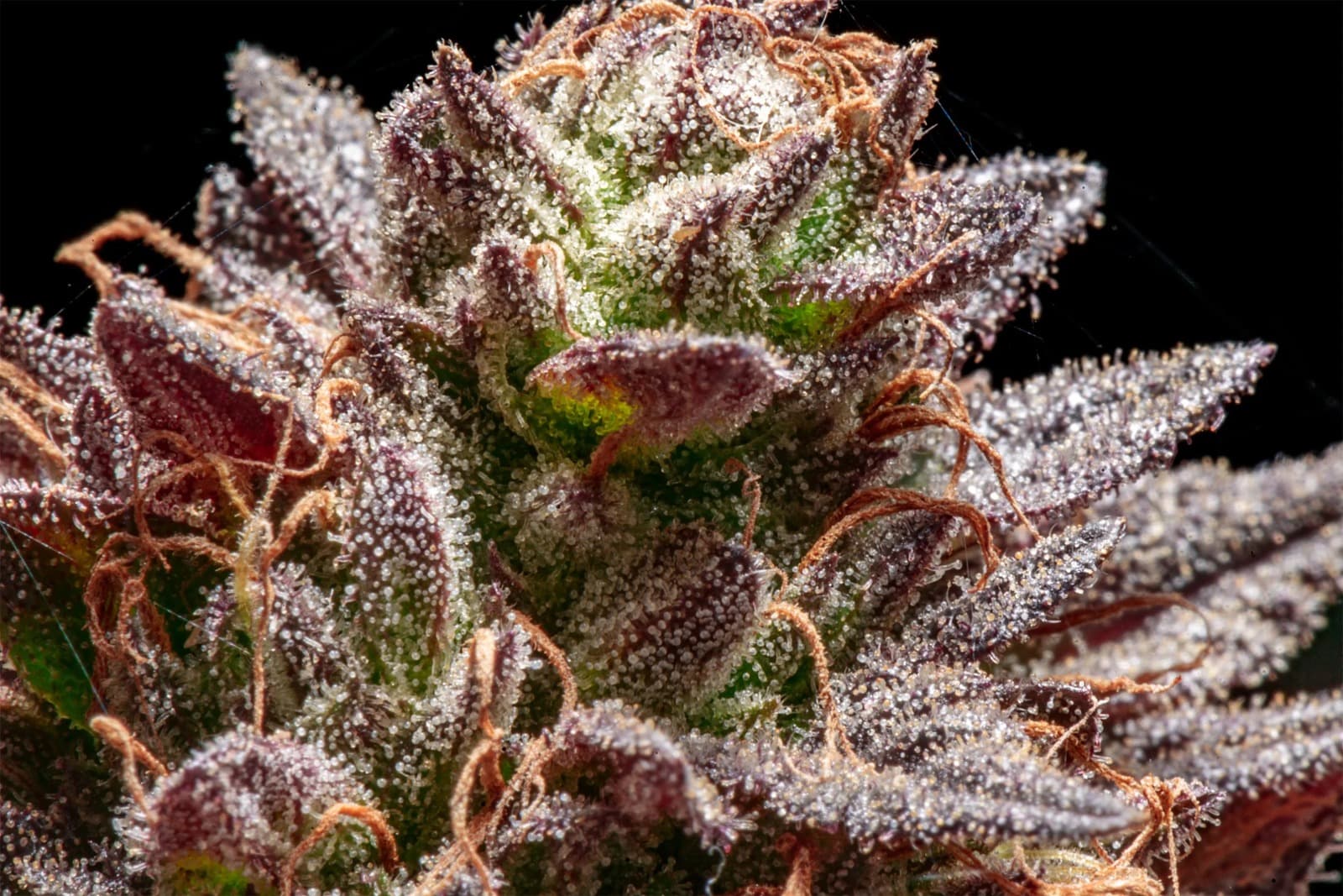 Hash Madrid | Premium Guide &amp; Access by Clubs Cannabis Madrid