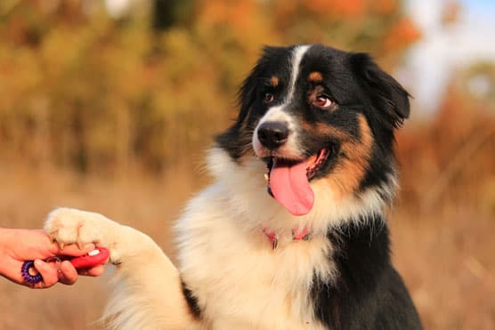 Training a Dog to Be an Emotional Support Dog Expert Tips