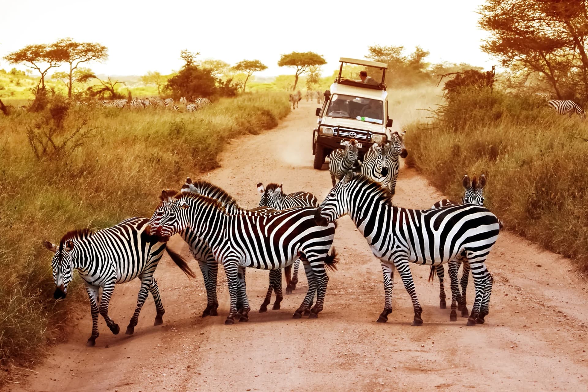 Tanzania Safari Tours to Serengeti, Ngorongoro, and Beyond
