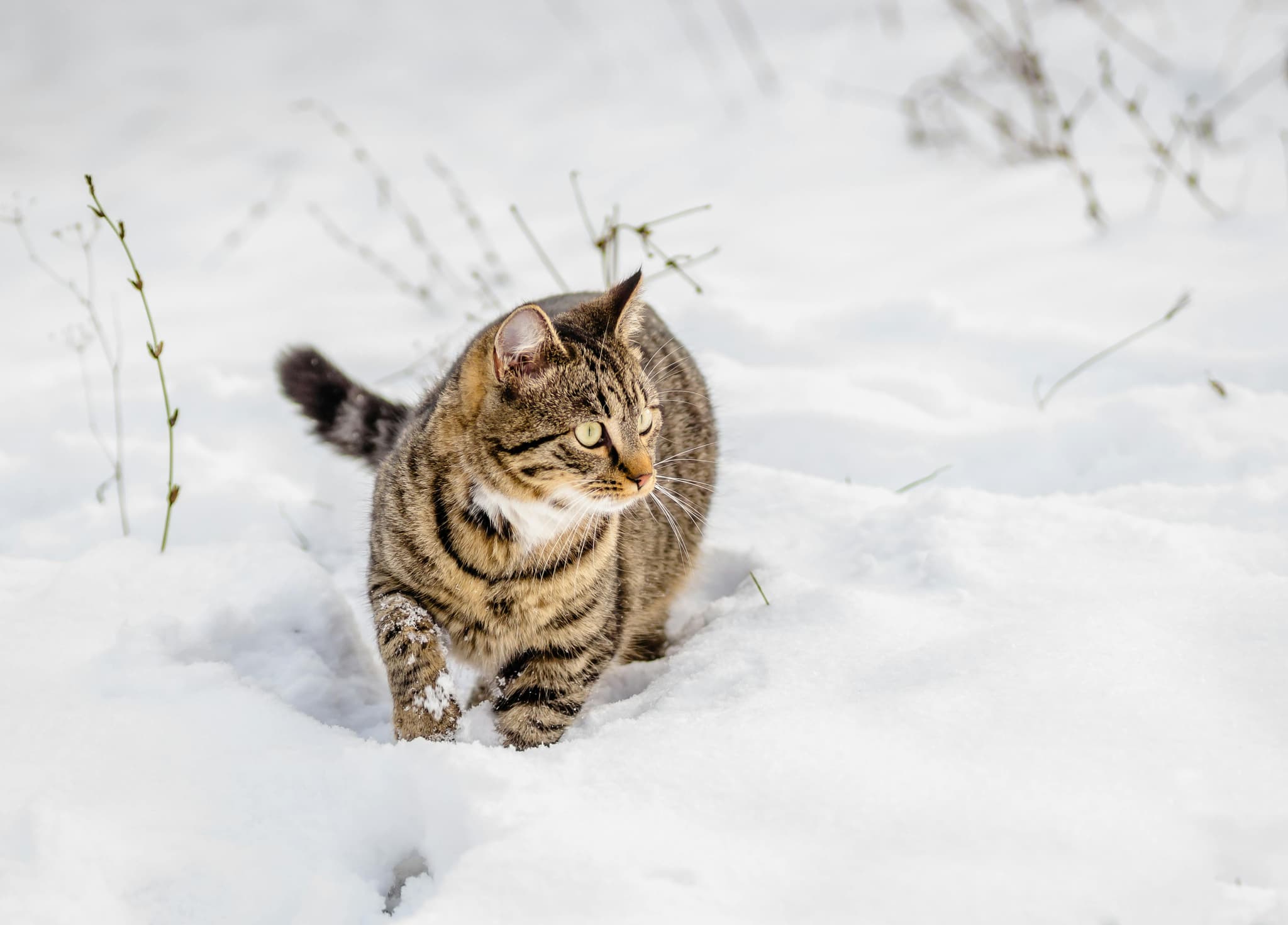 Maine Coon Cats for Sale Near Me – Healthy Kittens Available Nearby