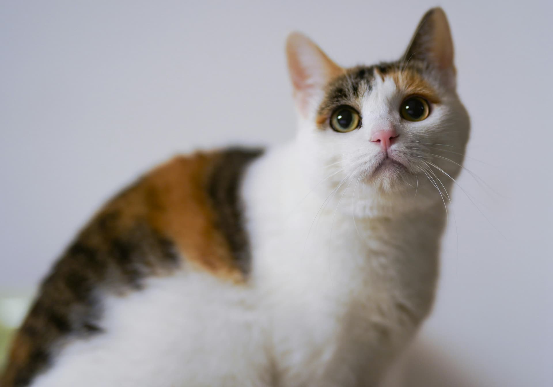 Maine Coon Cats for Sale Sacramento: Reserve Your Kitten Today