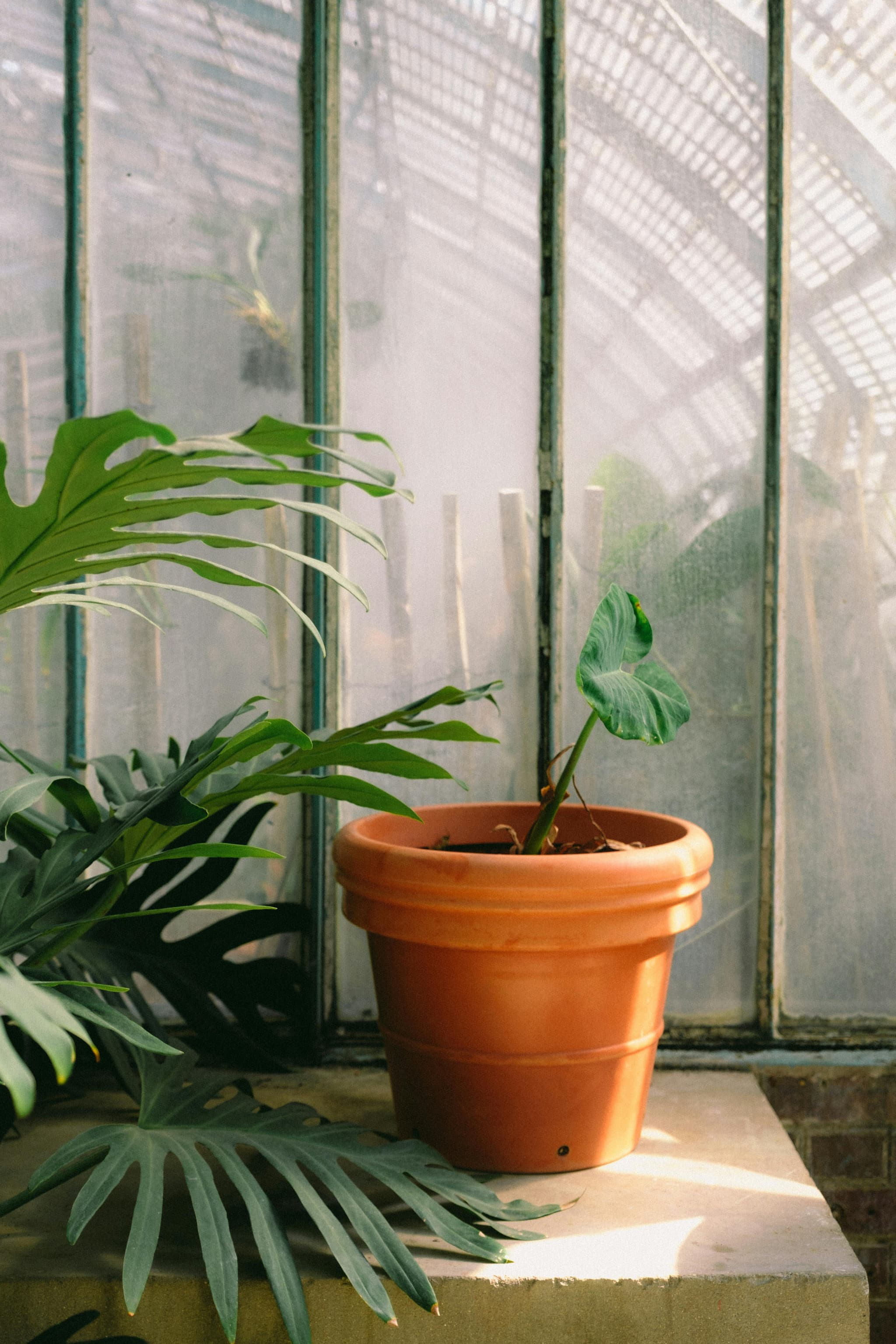 Shop the Solarium Sale and Save on Stunning Glass Designs