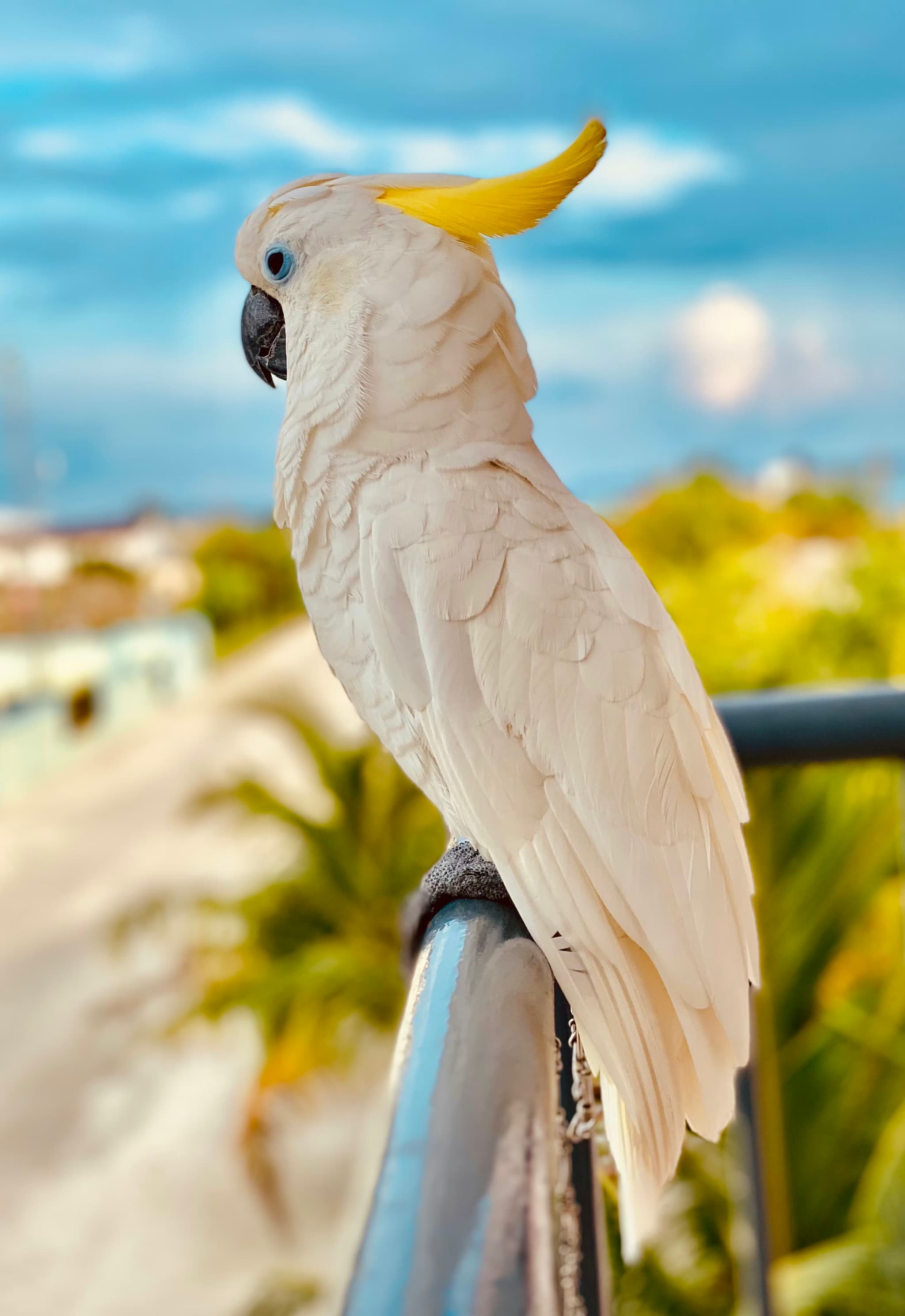 Parrots for Sale – Candle Tested Eggs by Amazing Birds Farm