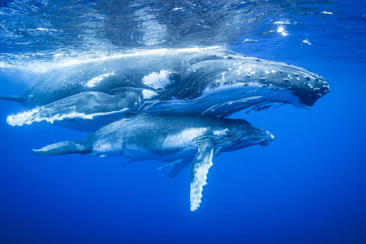 Recognising Whales as Beings: A-LAW and marianthi baklava Lead the Charge