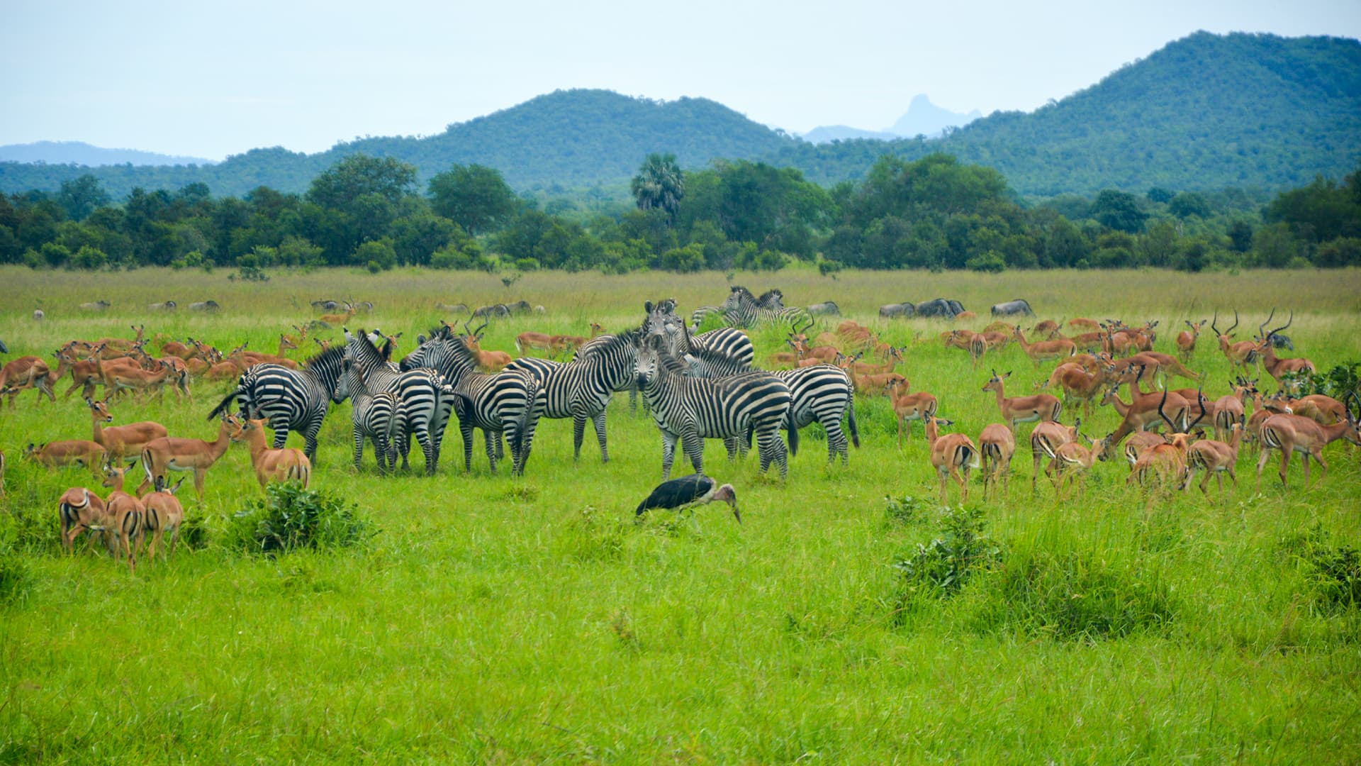 What Makes Mikumi National Park Tanzania Safari So Special?